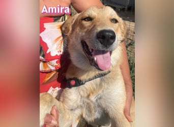Amira, 01/25 - treue Hündin sucht Familie