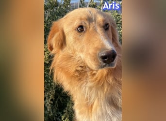 Aris, 06/24 - wunderschöner Junghund sucht Familie