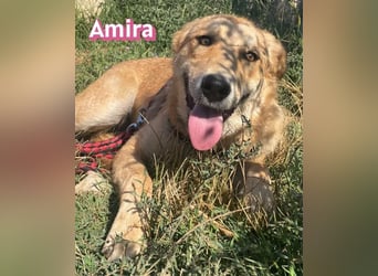 Amira, 01/25 - treue Hündin sucht Familie