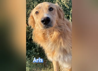 Aris, 06/24 - wunderschöner Junghund sucht Familie