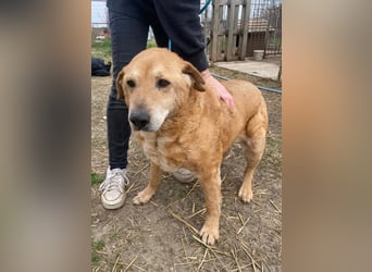 Kornél wartet auf sein großes Glück