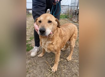 Kornél wartet auf sein Happy End