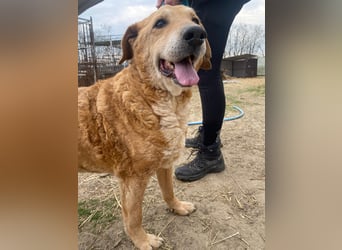 Kornél wartet auf sein Happy End