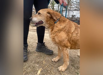 Kornél wartet auf sein großes Glück