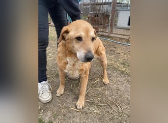 Kornél wartet auf sein großes Glück