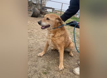 Kornél wartet auf sein Happy End