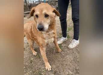 Kornél wartet auf sein Happy End