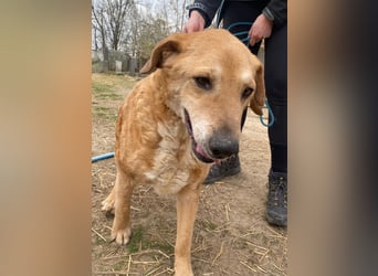 Kornél wartet auf sein großes Glück