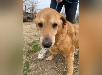 Kornél wartet auf sein Happy End