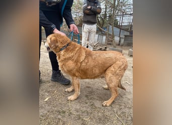 Kornél wartet auf sein großes Glück