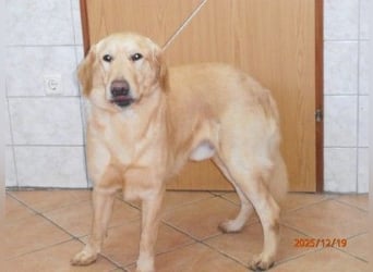 Lasse Golden Retriever Labrador Mischling Rüde sucht Zuhause oder Pflegestelle
