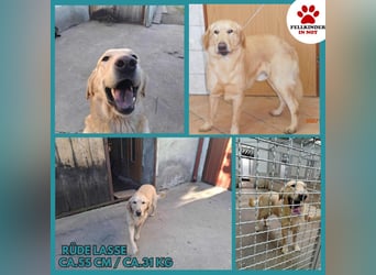 Lasse Golden Retriever Labrador Mischling Rüde sucht Zuhause oder Pflegestelle