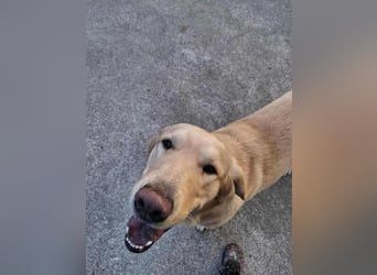Lasse Golden Retriever Labrador Mischling Rüde sucht Zuhause oder Pflegestelle