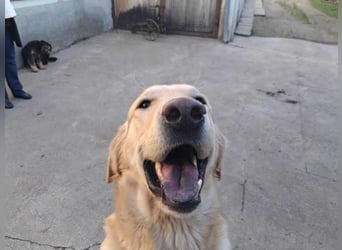 Lasse Golden Retriever Labrador Mischling Rüde sucht Zuhause oder Pflegestelle