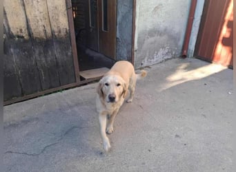 Lasse Golden Retriever Labrador Mischling Rüde sucht Zuhause oder Pflegestelle