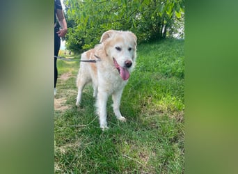Albus - lieber Hundeopi
