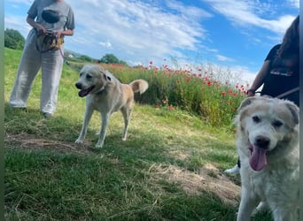 Albus - lieber Hundeopi