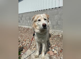 Albus - lieber Hundeopi