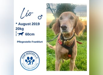 Aufgeschlossener und abenteuerlustiger LIO sucht ein eigenes Zuhause!