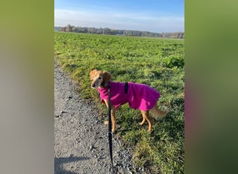 Aufgeschlossener und abenteuerlustiger LIO sucht ein eigenes Zuhause!