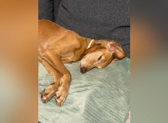 Aufgeschlossener und abenteuerlustiger LIO sucht ein eigenes Zuhause!