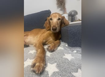 Aufgeschlossener und abenteuerlustiger LIO sucht ein eigenes Zuhause!