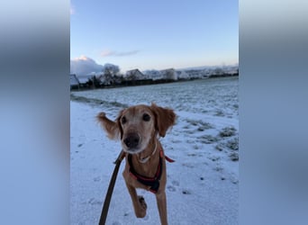 Aufgeschlossener und abenteuerlustiger LIO sucht ein eigenes Zuhause!