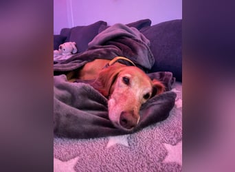 Aufgeschlossener und abenteuerlustiger LIO sucht ein eigenes Zuhause!