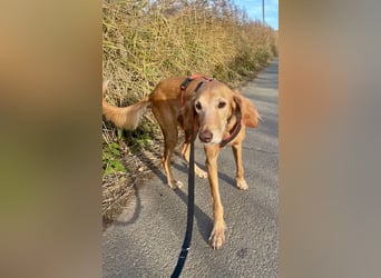 Aufgeschlossener und abenteuerlustiger LIO sucht ein eigenes Zuhause!