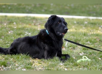 Prinz, Retriever-Hovawart, geb. 2015, ein toller Hund in den richtigen Händen