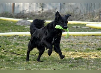 Prinz, Retriever-Hovawart, geb. 2015, ein toller Hund in den richtigen Händen