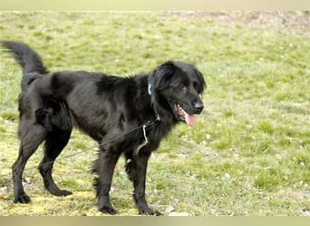 Prinz, Retriever-Hovawart, geb. 2015, ein toller Hund in den richtigen Händen
