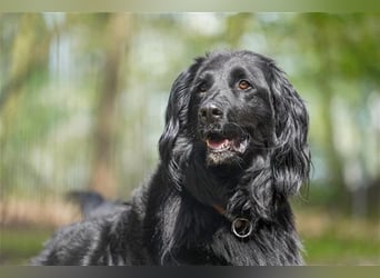 Prinz, Retriever-Hovawart, geb. 2015, ein toller Hund in den richtigen Händen