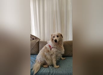 Goldie sucht ein Zuhause oder eine Pflegestelle