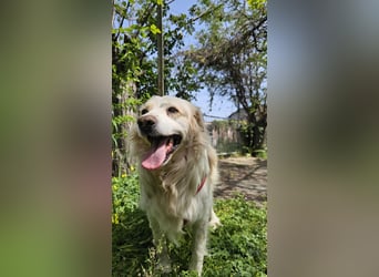 Goldie sucht ein Zuhause oder eine Pflegestelle