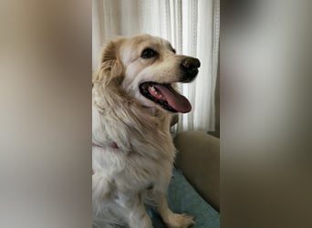 Goldie sucht ein Zuhause oder eine Pflegestelle