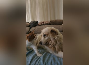 Goldie sucht ein Zuhause oder eine Pflegestelle