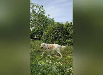 Goldie sucht ein Zuhause oder eine Pflegestelle