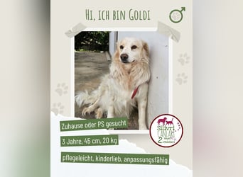 Goldie sucht ein Zuhause oder eine Pflegestelle