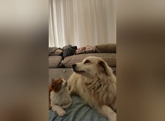 Goldie sucht ein Zuhause oder eine Pflegestelle