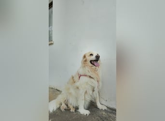 Goldie sucht ein Zuhause oder eine Pflegestelle