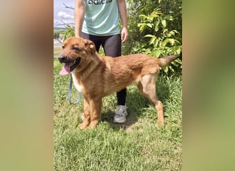 Lieber Golden Retriever Harzer Fuchs ähnl. Jungrüde, ca. 1Jahr, kastriert