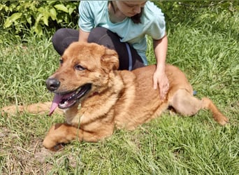 Lieber Golden Retriever Harzer Fuchs ähnl. Jungrüde, ca. 1Jahr, kastriert