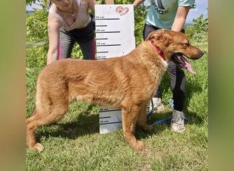 Lieber Golden Retriever Harzer Fuchs ähnl. Jungrüde, ca. 1Jahr, kastriert