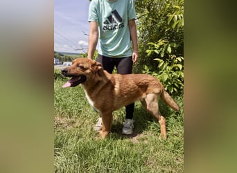 Lieber Golden Retriever Harzer Fuchs ähnl. Jungrüde, ca. 1Jahr, kastriert