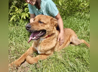 Lieber Golden Retriever Harzer Fuchs ähnl. Jungrüde, ca. 1Jahr, kastriert