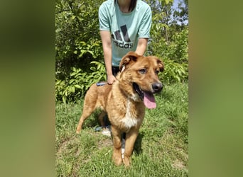 Lieber Golden Retriever Harzer Fuchs ähnl. Jungrüde, ca. 1Jahr, kastriert