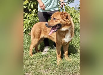 Lieber Golden Retriever Harzer Fuchs ähnl. Jungrüde, ca. 1Jahr, kastriert