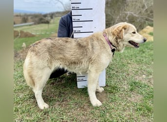 Herzensgute, gepflegte Golden Retriever ähnl. Hündin , 2J., kastriert