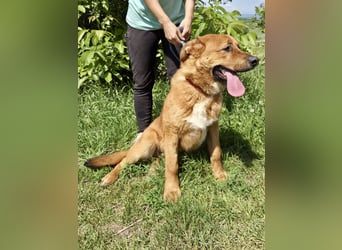 Lieber Golden Retriever Harzer Fuchs ähnl. Jungrüde, ca. 1Jahr, kastriert